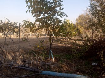 ELAZIĞ MERKEZ PELTE KÖYÜNDE SATILIK BAHÇE