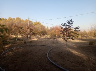 ELAZIĞ MERKEZ PELTE KÖYÜNDE SATILIK BAHÇE