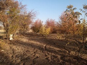 ELAZIĞ MERKEZ PELTE KÖYÜNDE SATILIK BAHÇE