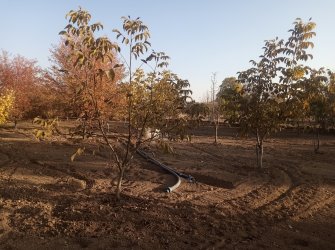 ELAZIĞ MERKEZ PELTE KÖYÜNDE SATILIK BAHÇE